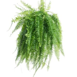 Muda de Samambaia Americana de Metro Nephrolepis exaltata