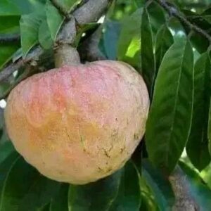 Muda de Fruta do Conde / Condessa