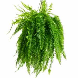 samambaia americana